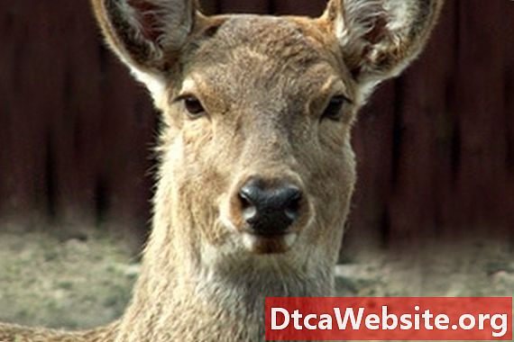 Paano mag-file para sa isang Deer na banggaan Sa Progresibo
